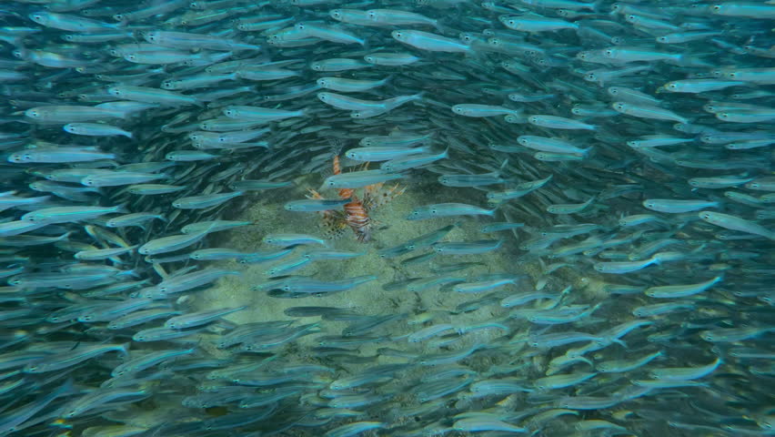 Top view of Lionfish hunting inside tight, circular formation of shimmering Silversides and attacks them. Predator