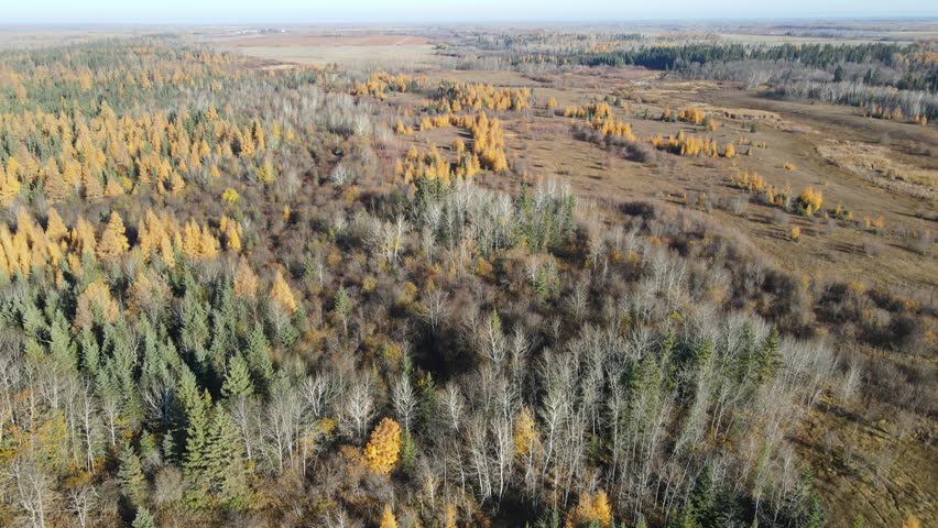 Aerial view looking down on an autumn leafless prairie forest with bright golden larch trees