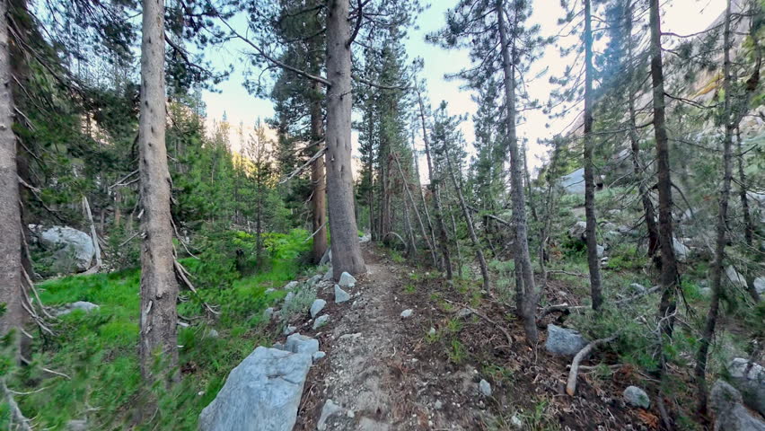 Hiking through Forest Just Before Dusk in Yosemite