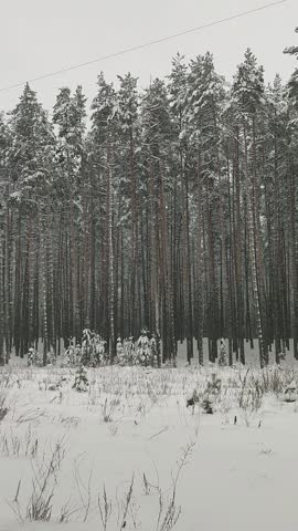 Tall pine forest covered with white snow in winter. Coniferous woodland landscape scene during cold weather. Outdoor nature park view for environmental scenery study.