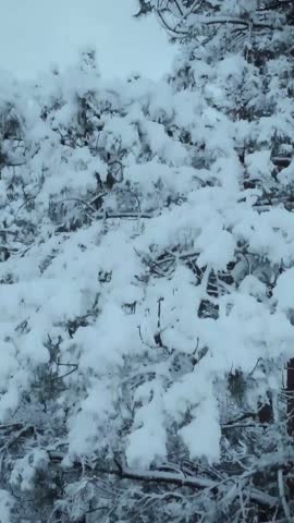 Snowy Landscape View of Trees