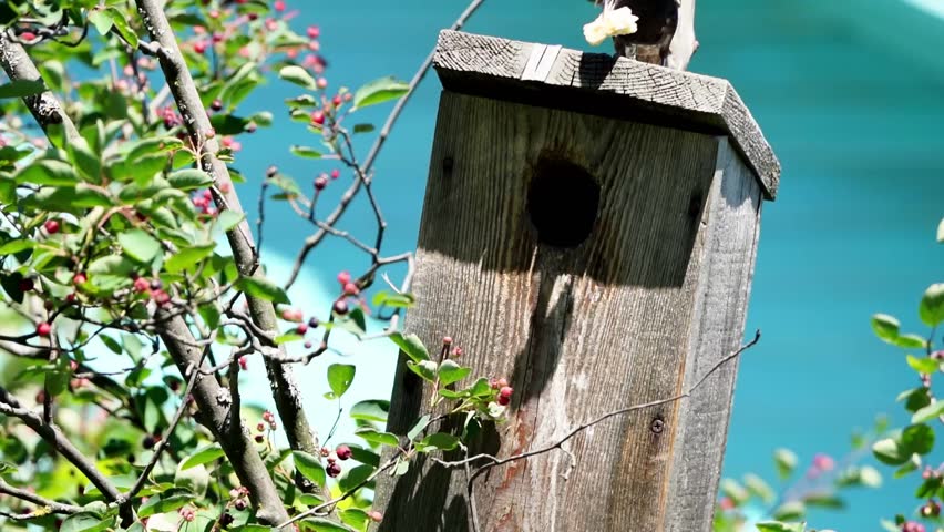Bird perches atop wooden nest box. Another bird enters the entrance hole. Branches surround the box in spring. Bright blue background adds visual contrast. Nest box sits in garden setting