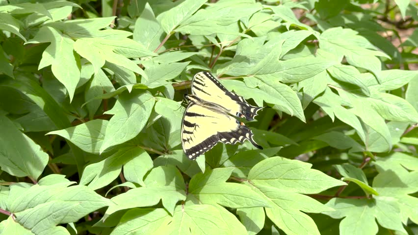 Eastern tiger swallowtail butterfly resting and taking off.Eastern tiger swallowtail butterfly resting on green foliage before opening its wings and taking flight in a garden setting.