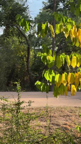 Panning slow motion shot of tree branches with yellowing leaves swaying over suburban roadside in afternoon light