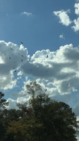 Panning static slow motion view of flock of birds circling above treetops in park under cloudy blue afternoon sky