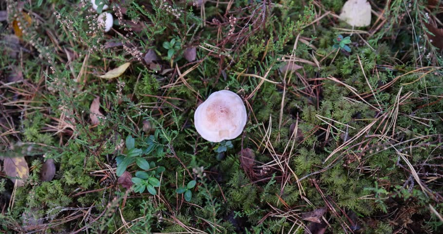 autumn forest with mushrooms and yellowing foliage of trees, wildlife with plants, shrubs and mushrooms in the autumn season