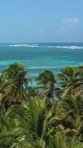 Tropical beach with coconut palm trees and azure caribbean sea. Beautiful landscape. Aerial view. Vertical footage