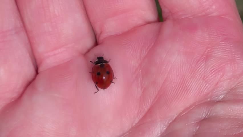 even Spotted Ladybug – Realistic Macro Close Up Footage