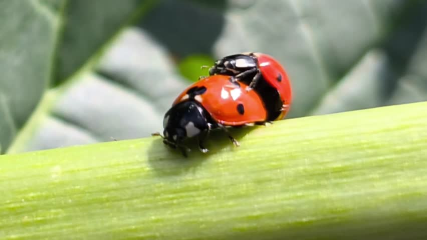 even Spotted Ladybug – Realistic Macro Close Up Footage
