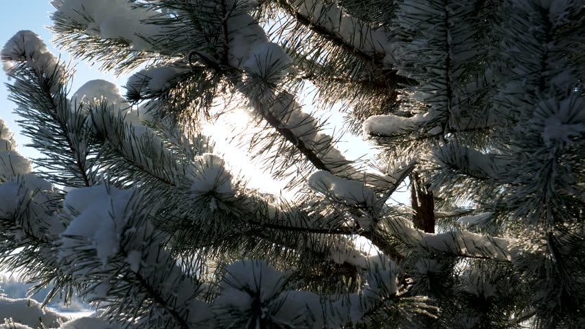 Sunlight beaming through needles of pine tree branch covered in fresh, white snow against clear blue sky. Creating beautiful winter morning scene with lens flare