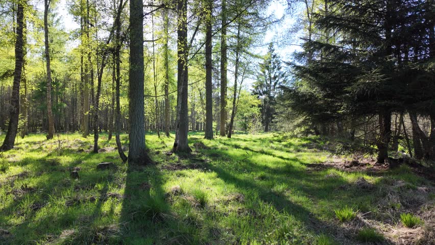 Slow motion footage of sun rays filtering through trees in a lush, green spring forest on a sunny day.