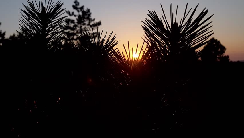 Silhouette of pine tree branches against beautiful sunset sky. Cinematic sun shining through coniferous needles background.