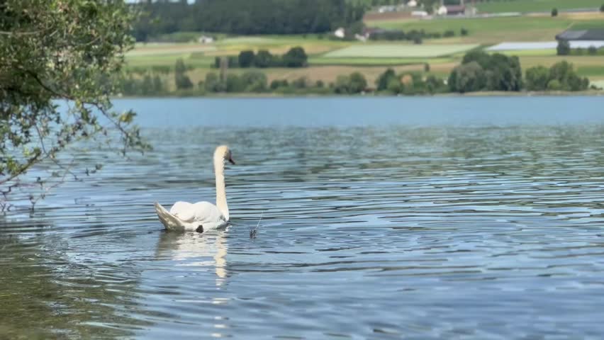 White swan on the lake