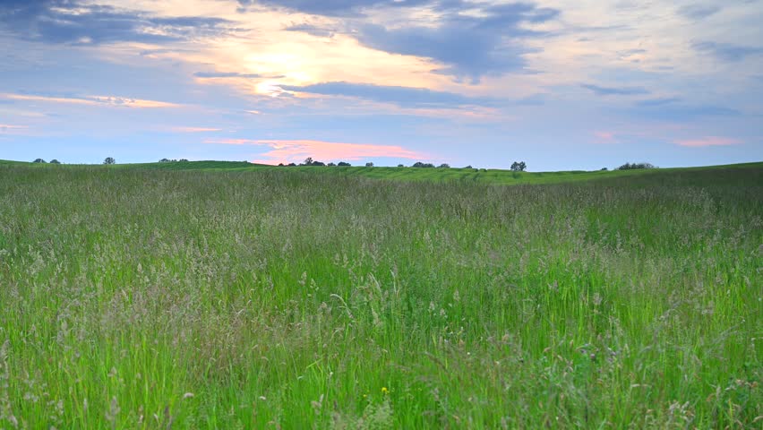 Spring in agriculture, cultivated field, green blades of grain, hill, cloudy sky, sunset light