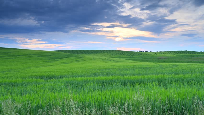 Spring in agriculture, cultivated field, green blades of grain, hill, cloudy sky, sunset light