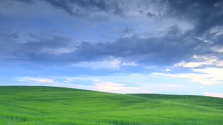 Spring in agriculture, cultivated field, green blades of grain, hill, cloudy sky, sunset light