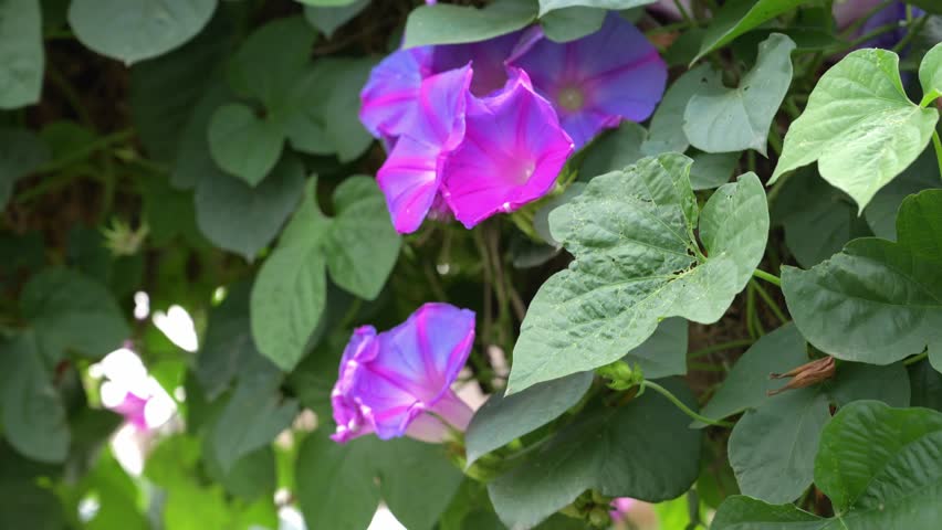 Purple morning glory flower swaying gently in the wind, close up