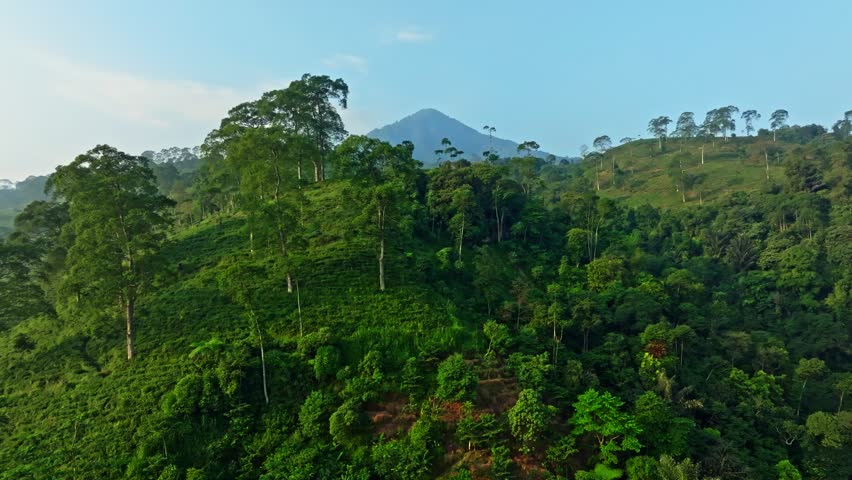 Tea Plantation and Mountain Range Viewed from Above
