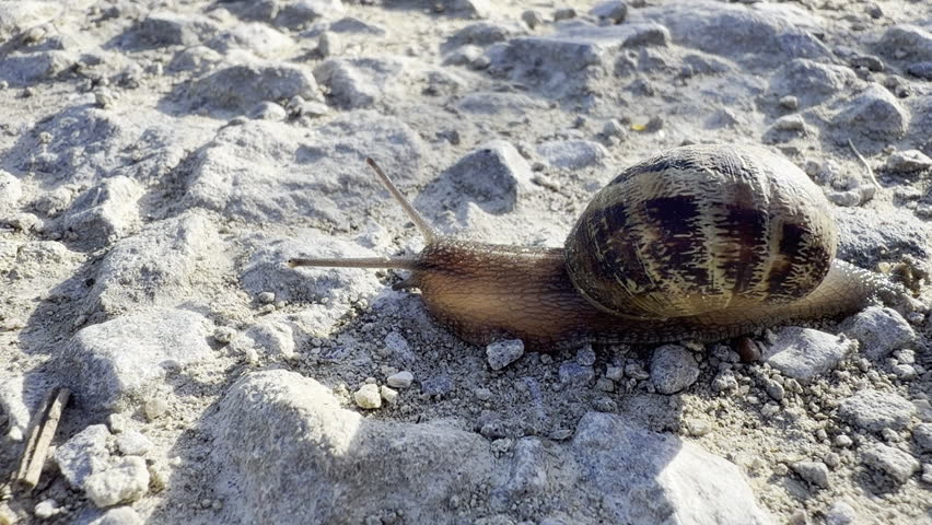 Brown garden snail moving across rocky ground 4K