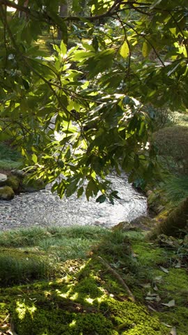 A vertical pan reveals a mossy landscape with a flowing stream under dappled sunlight.