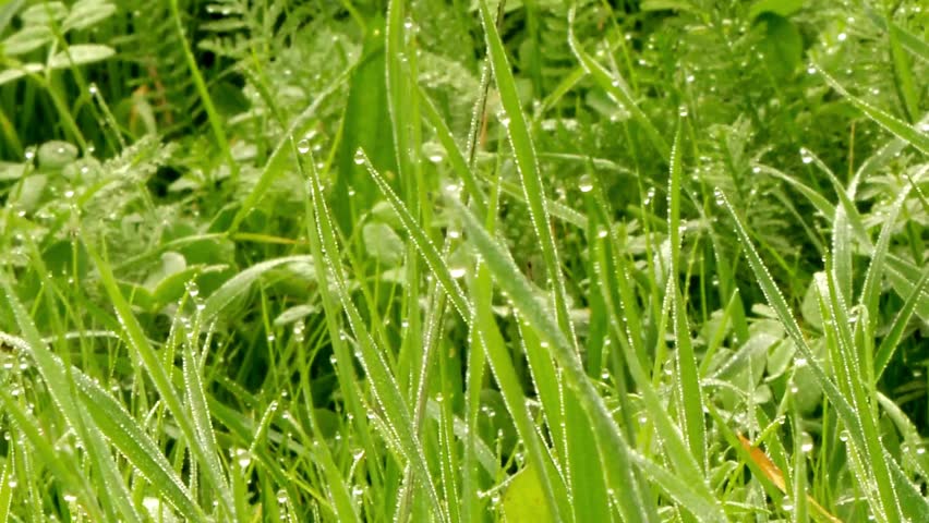Green grass with dew drops on blades in a natural setting outdoors