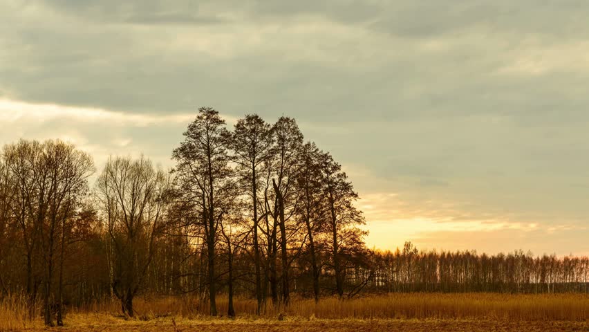 Serene landscape with trees at sunset in a field of dry grass