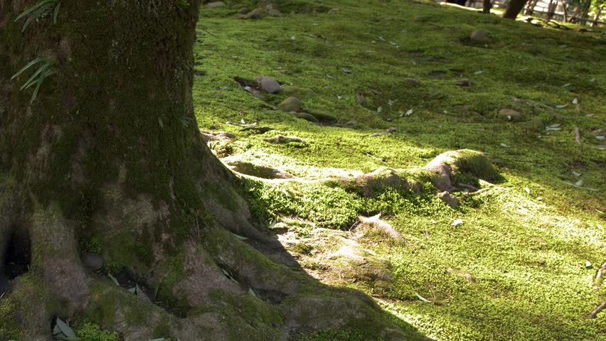 A slow upward tilt reveals mossy tree trunks and roots in a sunlit forest park.
