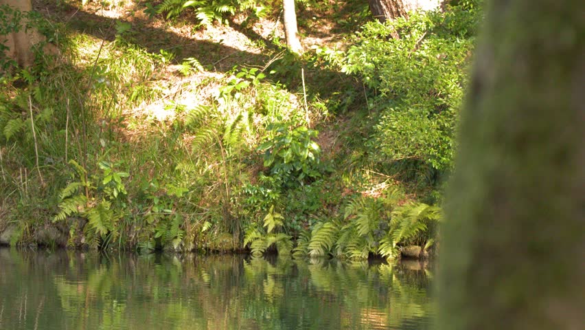 A white egret stands still in a peaceful pond surrounded by lush green forest foliage.