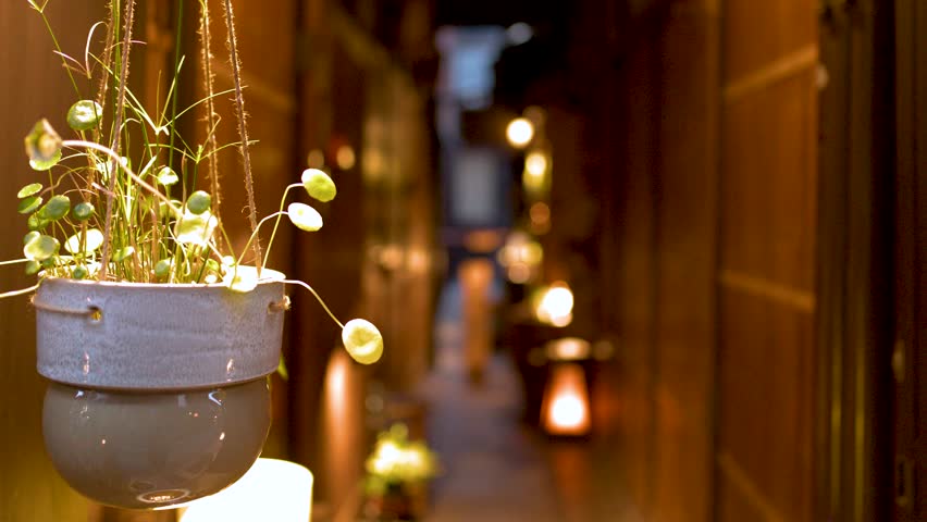 Close-up shot of a hanging plant in a ceramic pot within a warm, dimly-lit hallway.