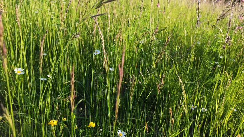 Close up view of white daisies and tall grass swaying in a sunny summer field.