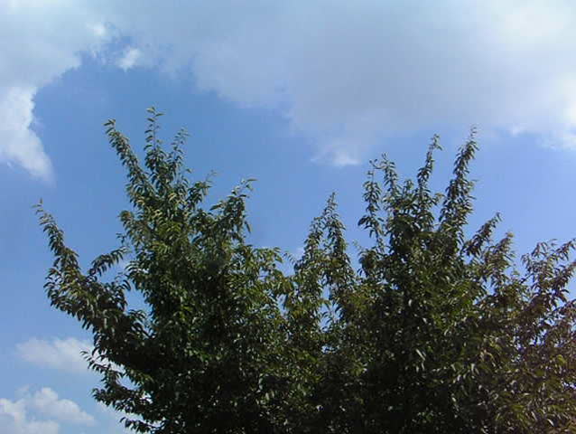 Summer tree on Natural sky background with clouds