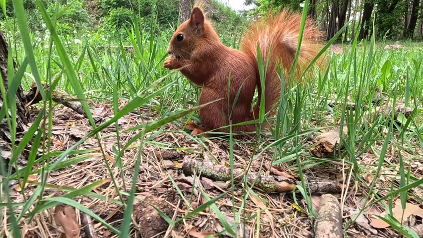 A young red squirrel sits among green grass in a forest, chewing food and raising its head to look curiously at the camera. Close-up shot showing bright eyes and fluffy orange fur in spring.
