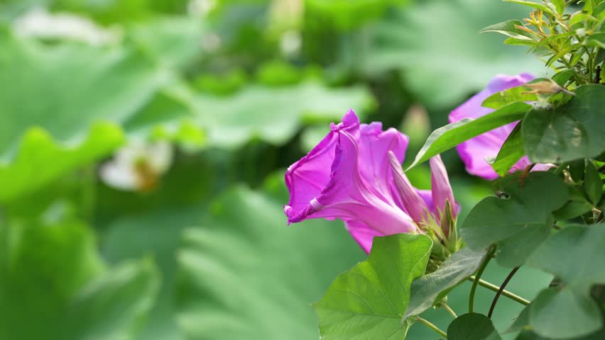 Purple morning glory flower swaying gently in the wind, close up