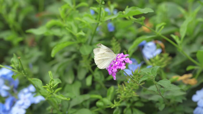 Cabbage White Butterfly on Purple Flower Close-up in Nature