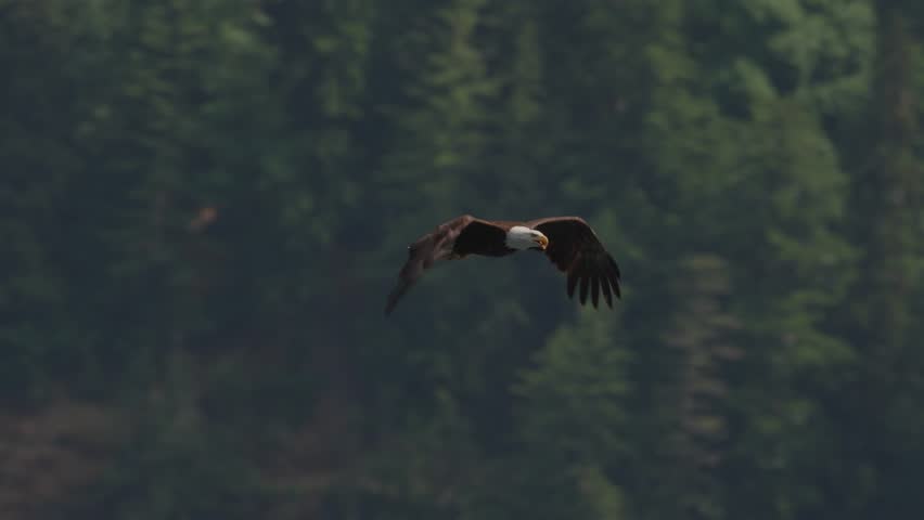 Eagle flying over the ocean, hunting and catching food