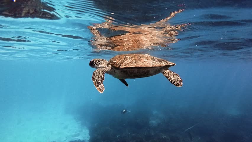 Sea turtle swims in the blue ocean