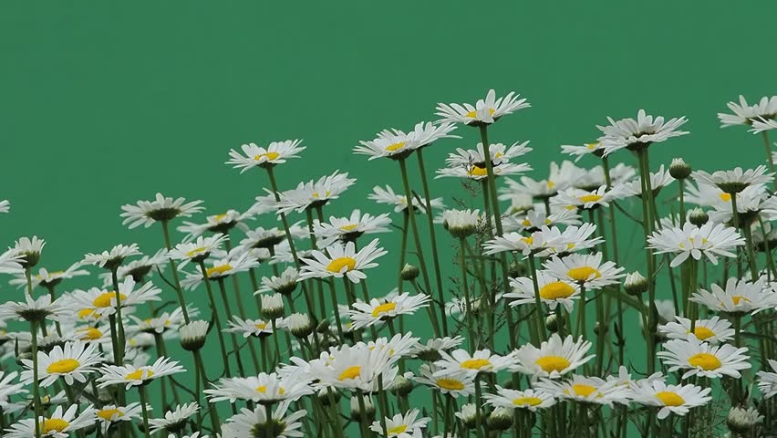 White daisy flowers swaying against green chroma key background.