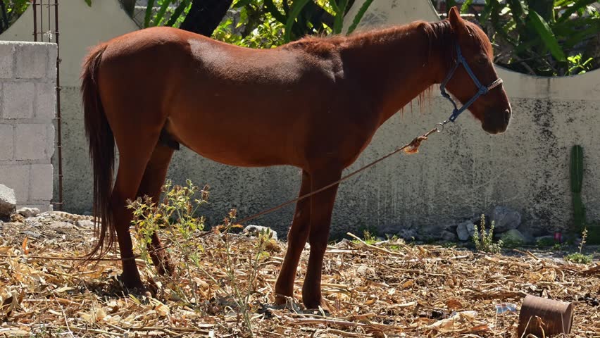 brown-coated horse tied up in the field during the day