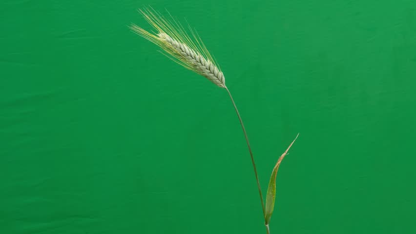 Single rye ear on green screen with field birds singing.
