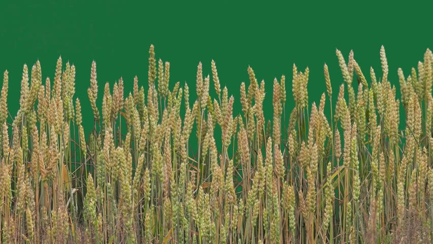 Wheat ears on green screen with field birds singing sound.