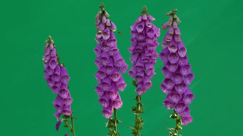Purple foxglove flowers on green screen with forest birds singing. 