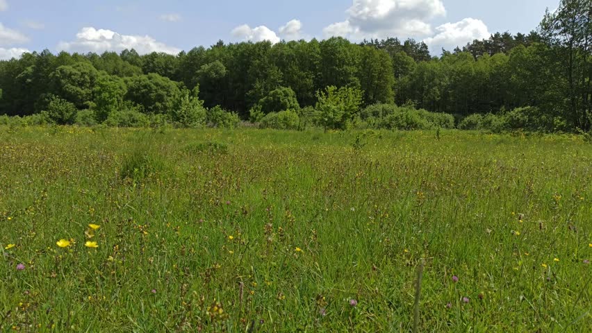 peaceful walk in the summer field filled with green grass and small wildflowers. Scenic rural landscape near the forest edge. Hiking along wild meadow in summer.