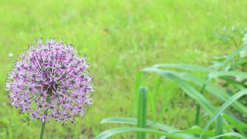 Purple flowers in the garden.