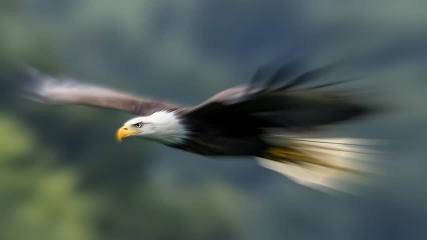 Bald eagle in flight against a blurred green background