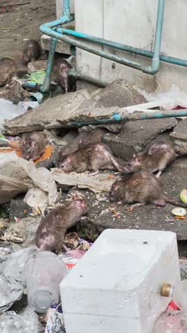 4K Vertical group of rat eating food on garbage pile