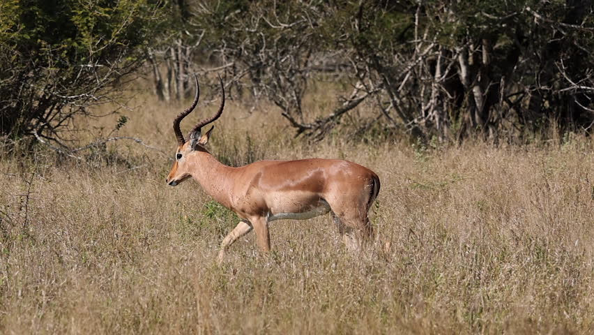 Camera pans with tawny male impala antelope in dry grass savanna