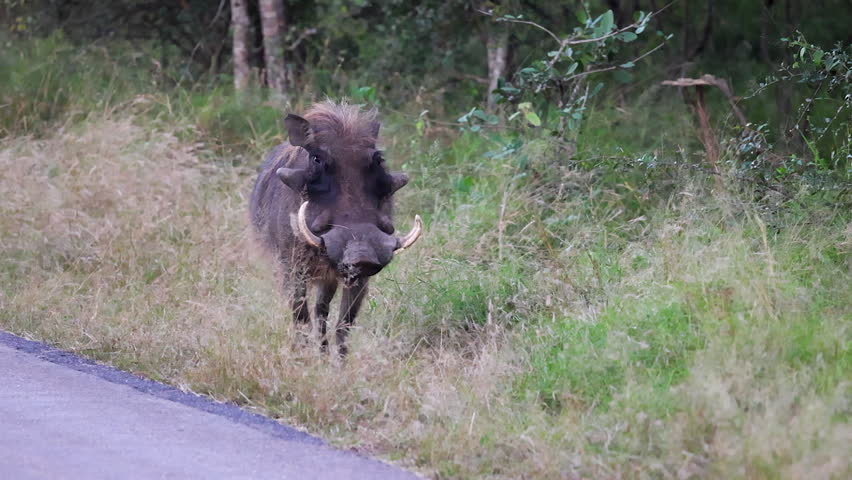 Warthog with large tusks walks in roadside grass in Kruger Natl Park