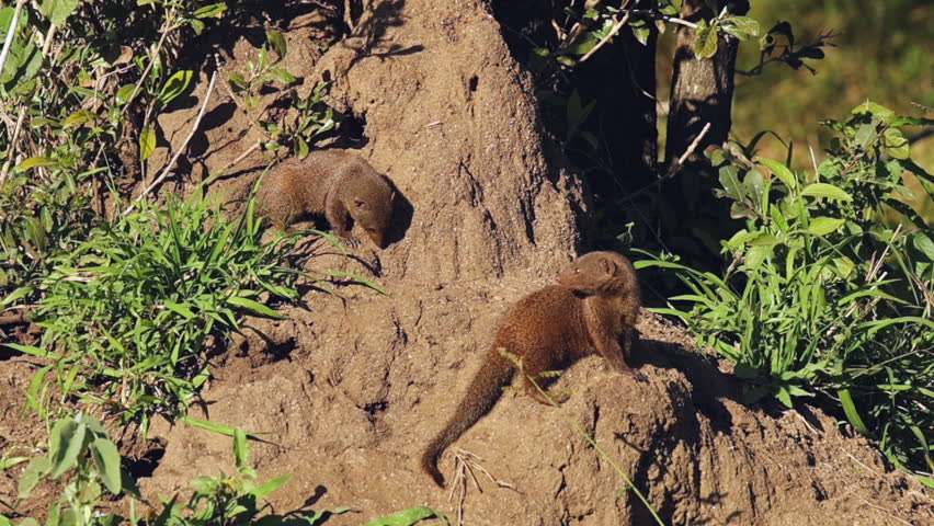 Two furry Dwarf Mongoose outside their den in African termite mound