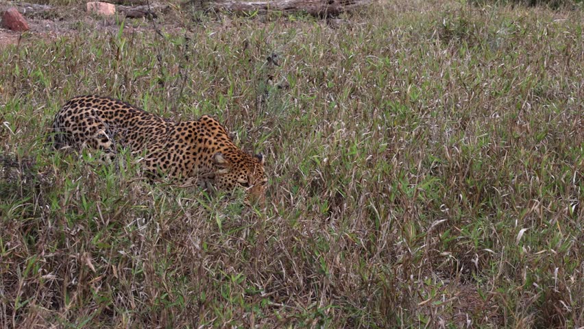 Camera pans with leopard slinking through short savanna grass