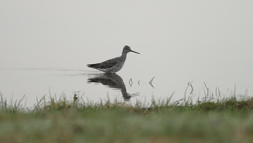 Greater yellowlegs sandpiper wading through shallow water with reflection, foraging in misty wetland marsh on a foggy morning.